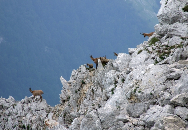 Camoscio d''Abruzzo Rupicapra pyrenaica ornata
